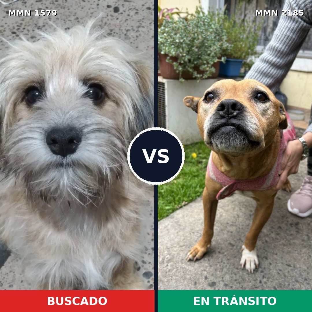 Comparativa MMS 65724: mascota perdida y mascota encontrada, 31% de similitud