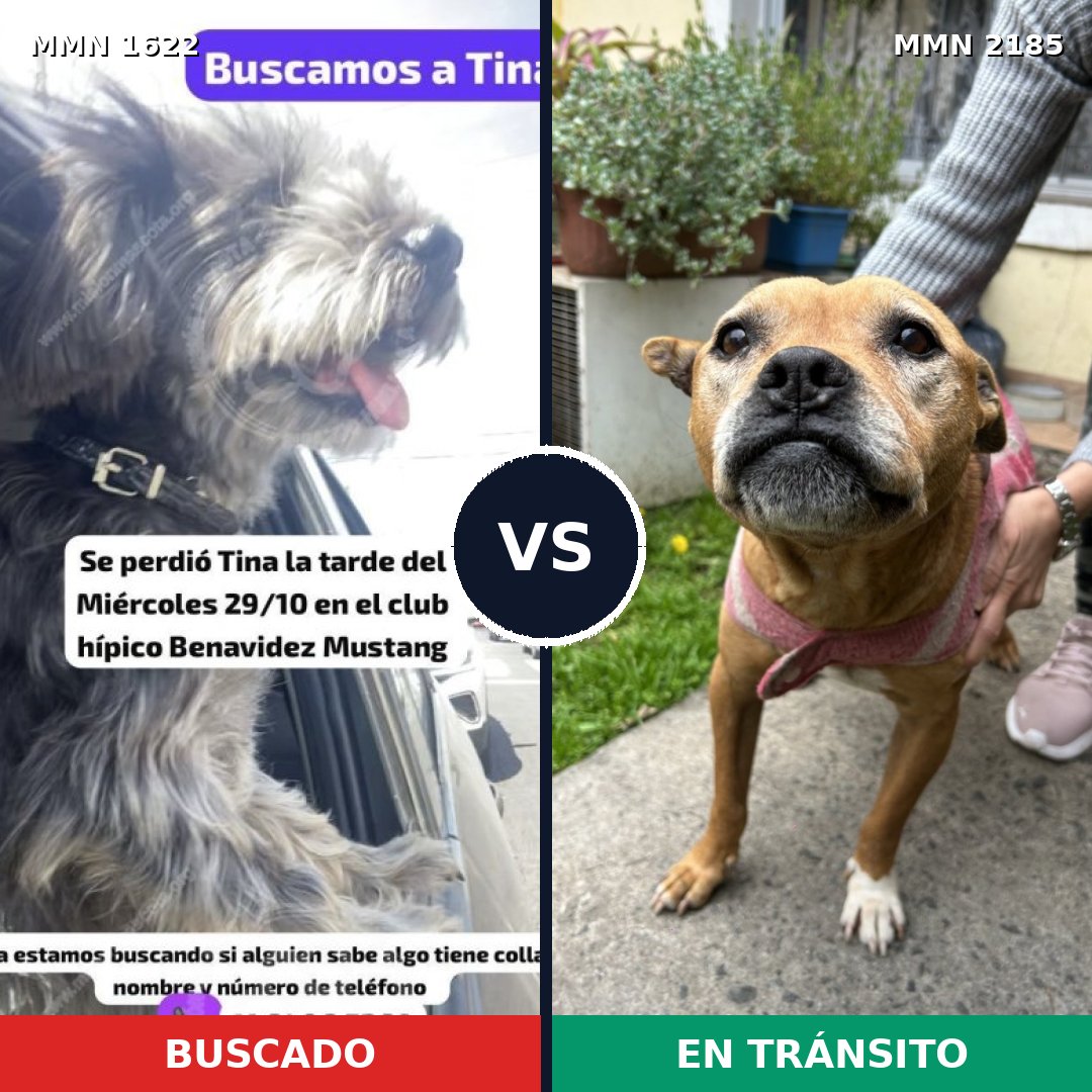 Comparativa MMS 65726: mascota perdida y mascota encontrada, 29% de similitud