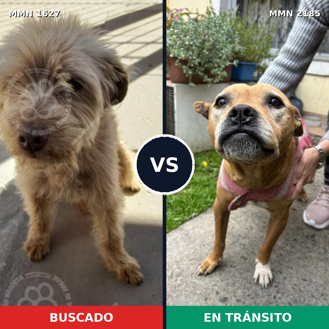 Comparativa MMS 65727: mascota perdida y mascota encontrada, 35% de similitud