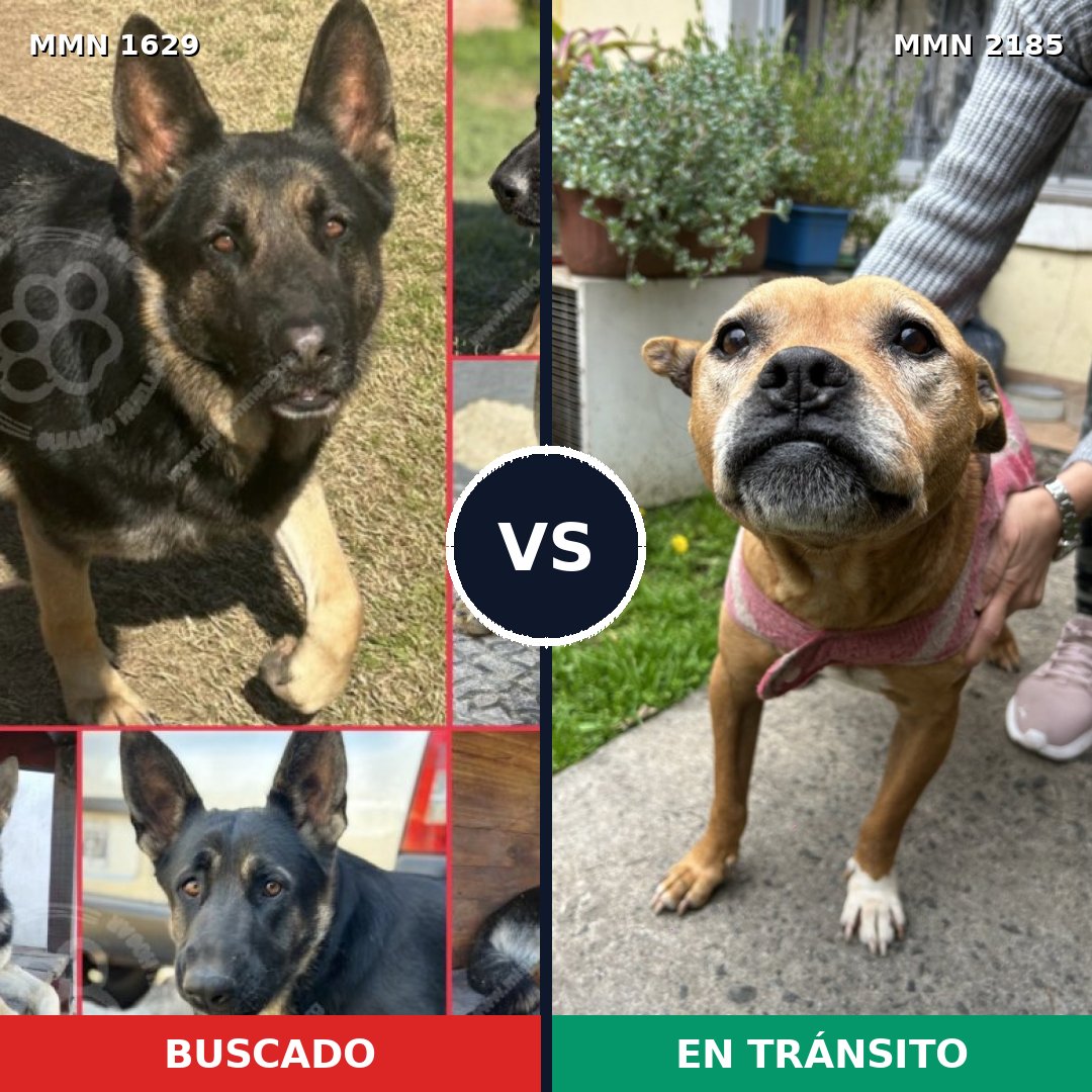Comparativa MMS 65728: mascota perdida y mascota encontrada, 39% de similitud