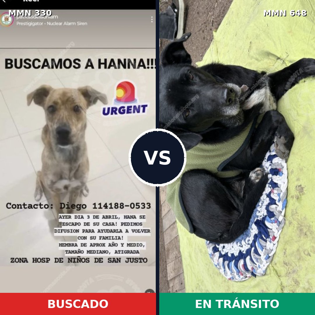 Comparativa MMS 6573: mascota perdida y mascota encontrada, 68% de similitud