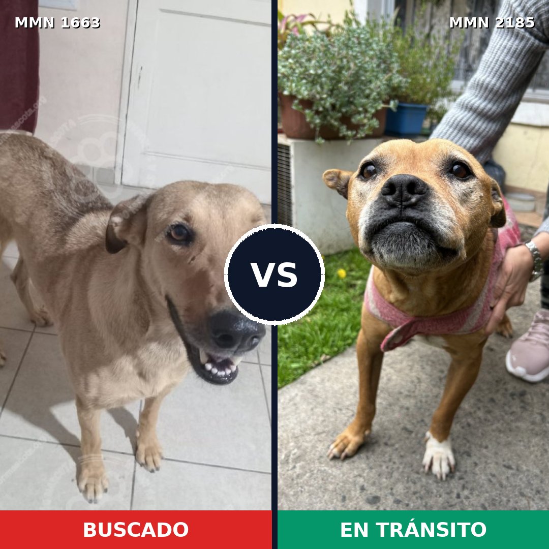 Comparativa MMS 65730: mascota perdida y mascota encontrada, 31% de similitud