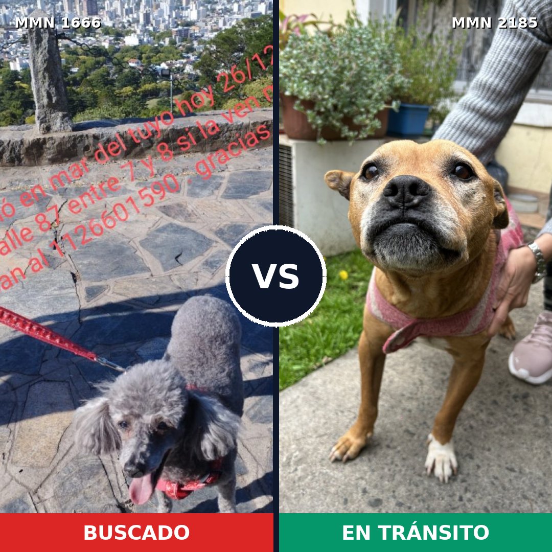 Comparativa MMS 65731: mascota perdida y mascota encontrada, 36% de similitud