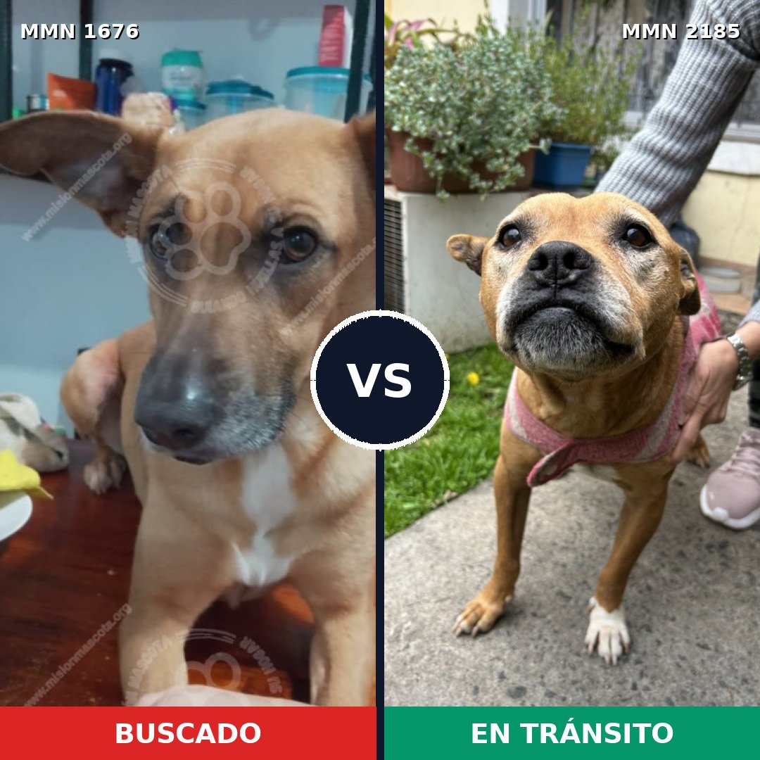 Comparativa MMS 65732: mascota perdida y mascota encontrada, 46% de similitud