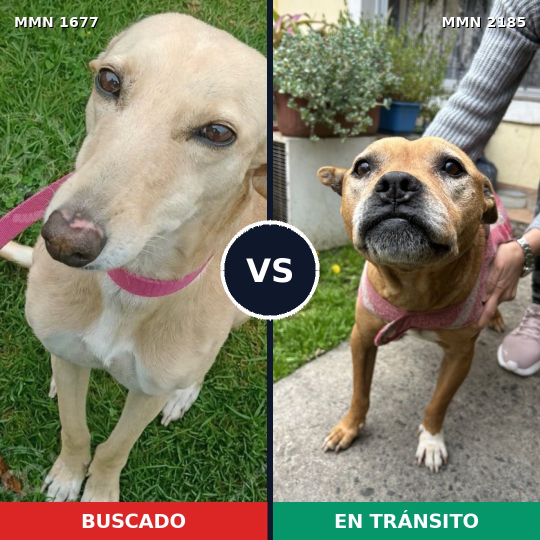Comparativa MMS 65733: mascota perdida y mascota encontrada, 55% de similitud