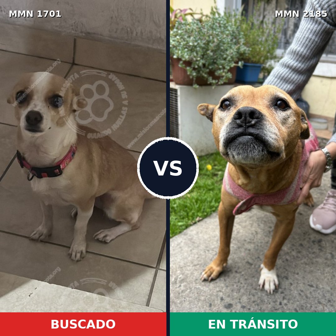 Comparativa MMS 65736: mascota perdida y mascota encontrada, 39% de similitud