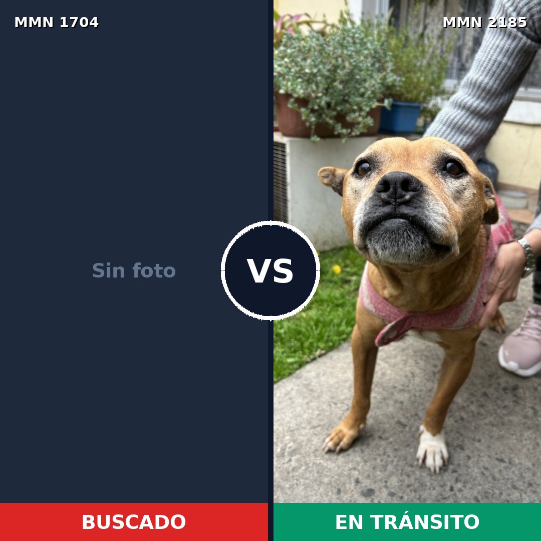 Comparativa MMS 65737: mascota perdida y mascota encontrada, 47% de similitud