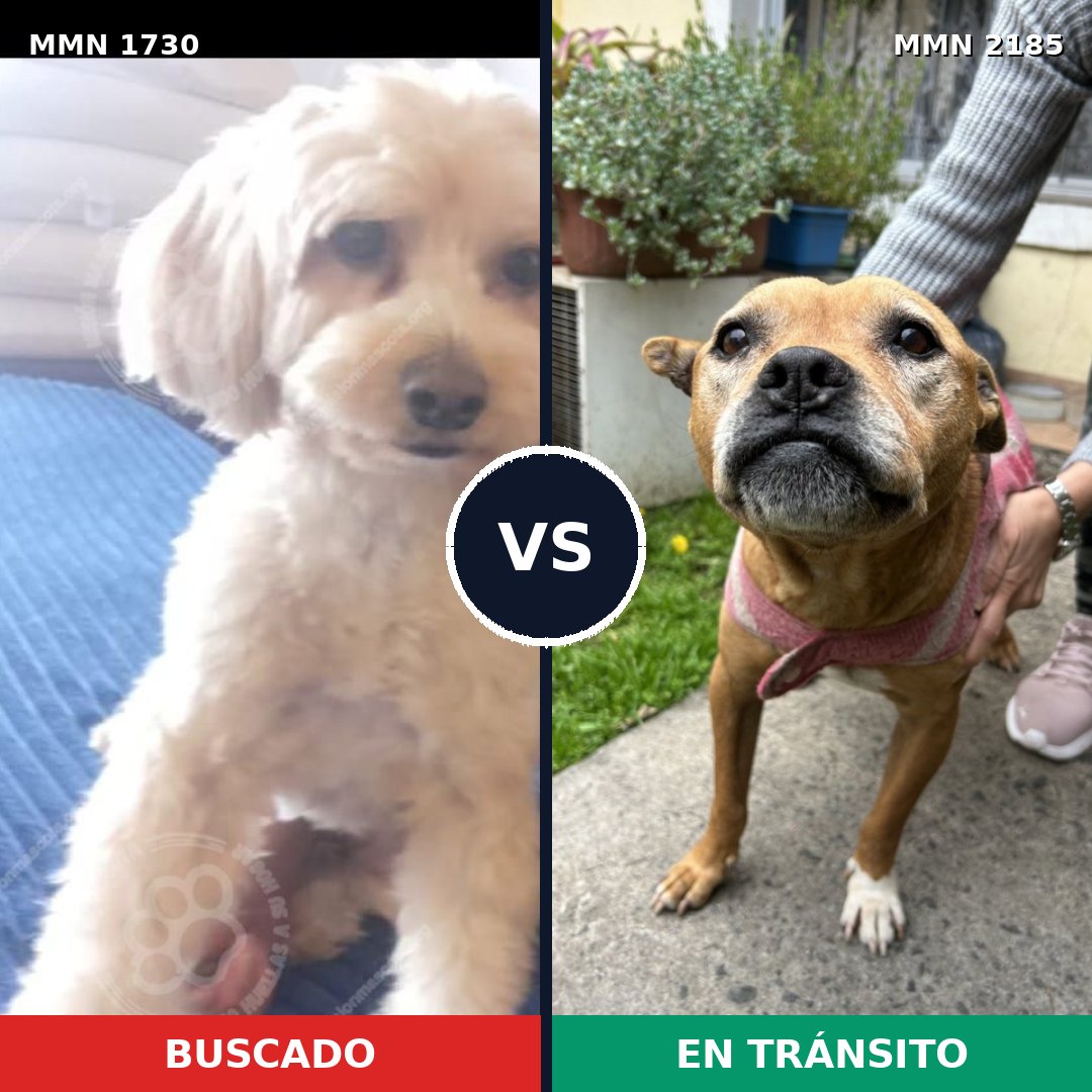 Comparativa MMS 65738: mascota perdida y mascota encontrada, 44% de similitud