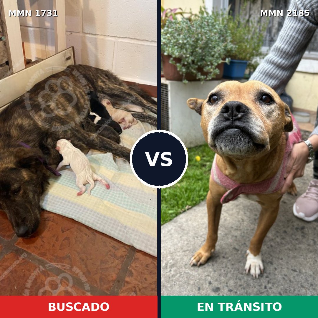 Comparativa MMS 65739: mascota perdida y mascota encontrada, 39% de similitud