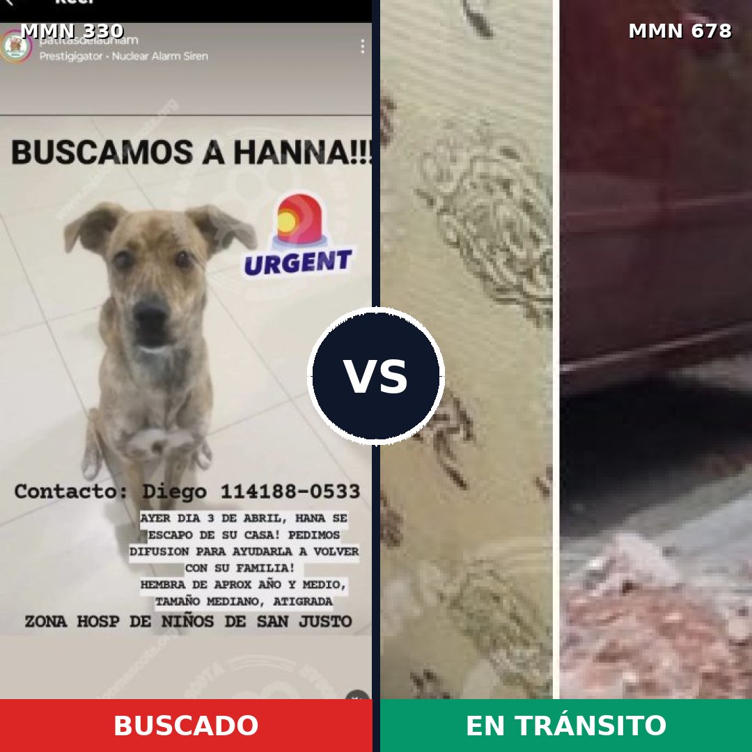 Comparativa MMS 6574: mascota perdida y mascota encontrada, 64% de similitud