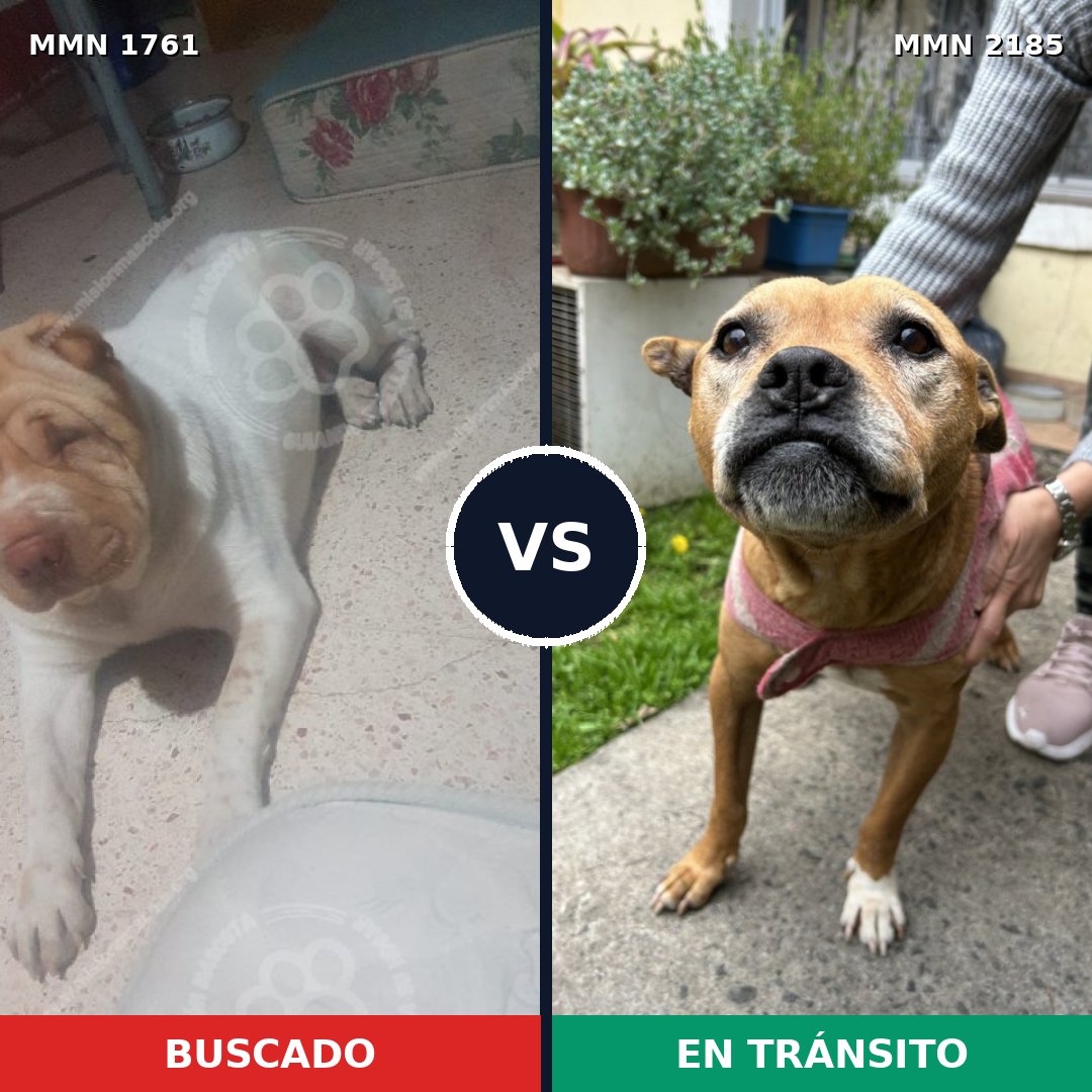 Comparativa MMS 65740: mascota perdida y mascota encontrada, 41% de similitud