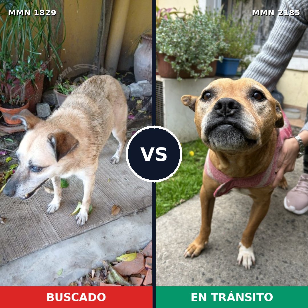 Comparativa MMS 65741: mascota perdida y mascota encontrada, 47% de similitud