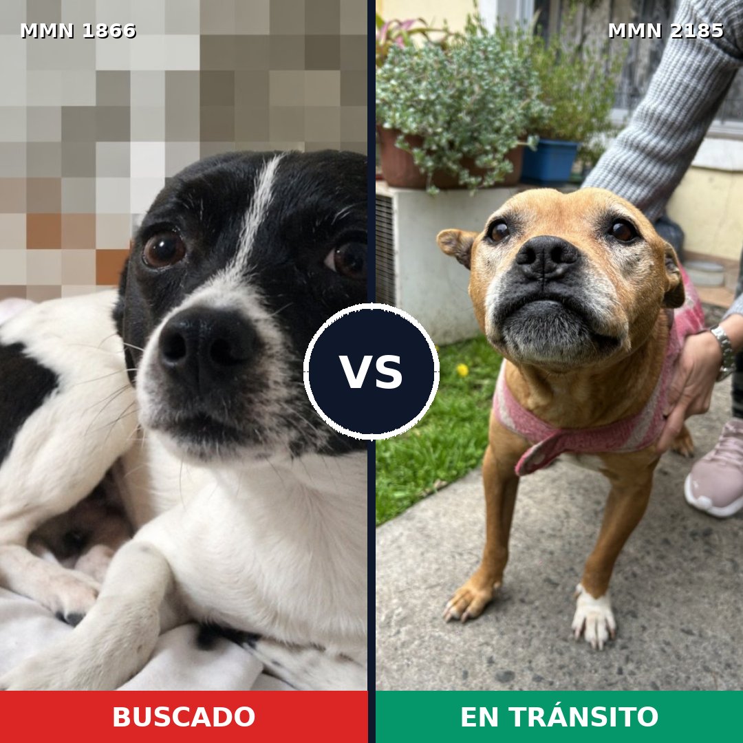 Comparativa MMS 65743: mascota perdida y mascota encontrada, 40% de similitud