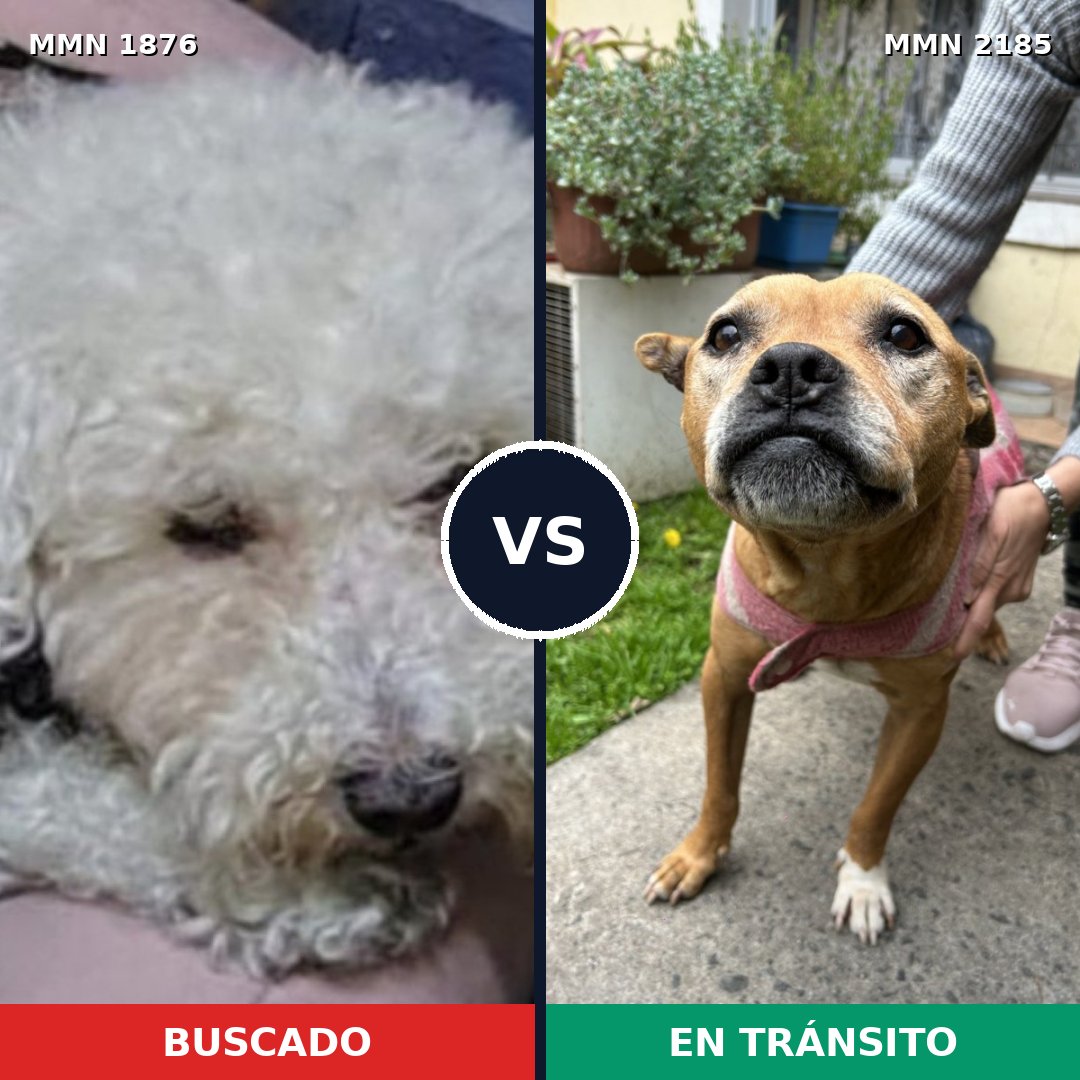 Comparativa MMS 65744: mascota perdida y mascota encontrada, 39% de similitud
