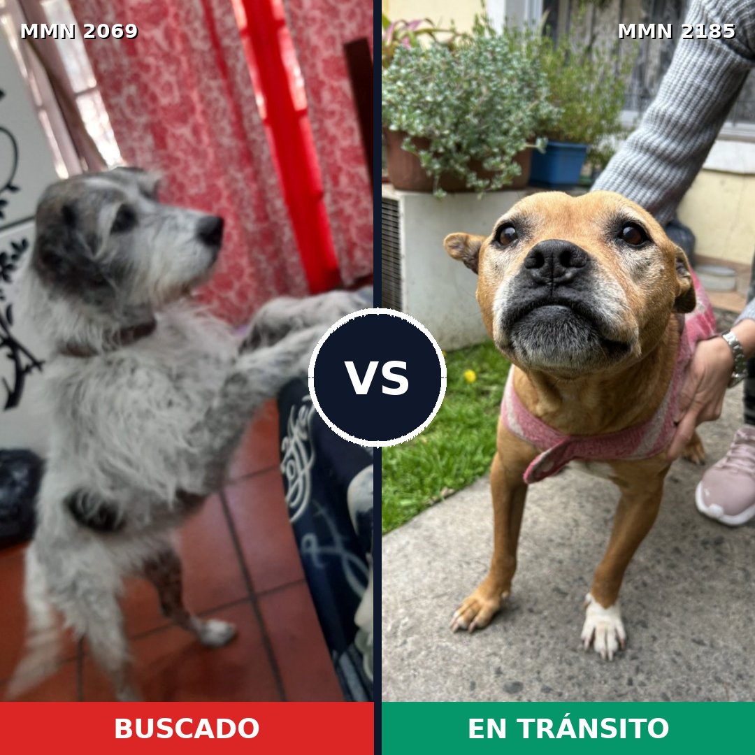 Comparativa MMS 65746: mascota perdida y mascota encontrada, 47% de similitud