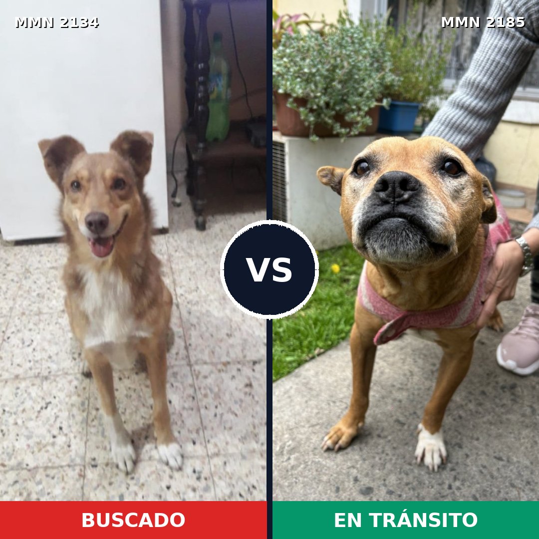 Comparativa MMS 65747: mascota perdida y mascota encontrada, 58% de similitud