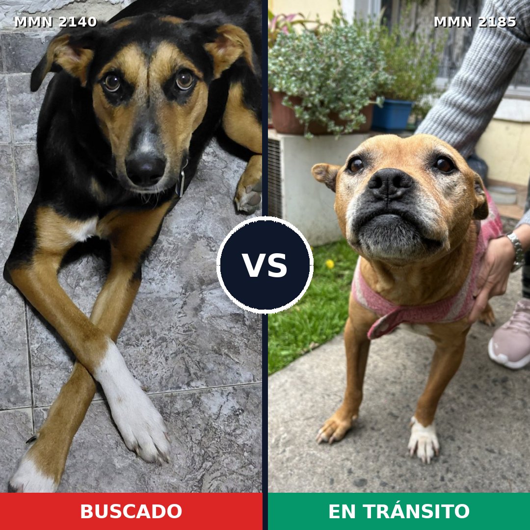 Comparativa MMS 65748: mascota perdida y mascota encontrada, 51% de similitud
