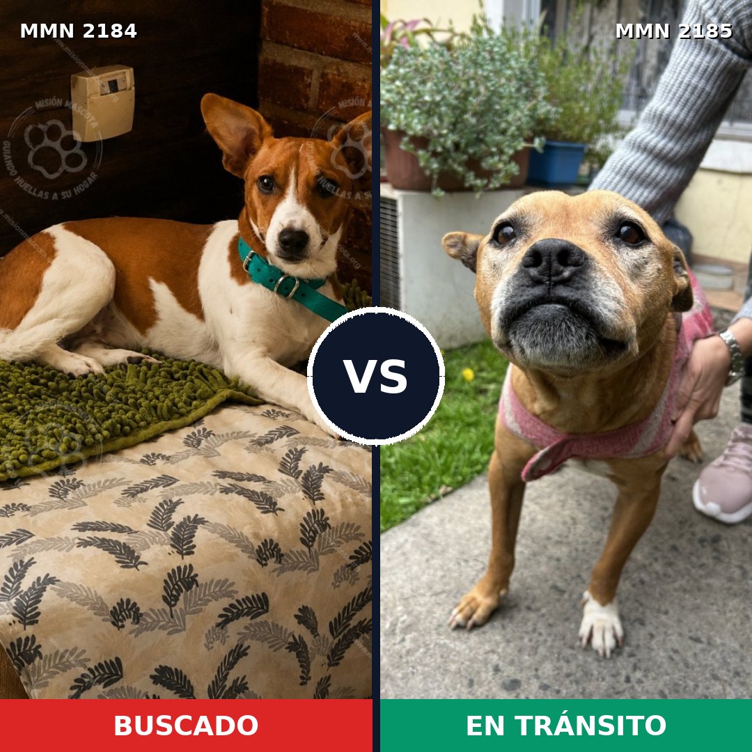 Comparativa MMS 65749: mascota perdida y mascota encontrada, 36% de similitud