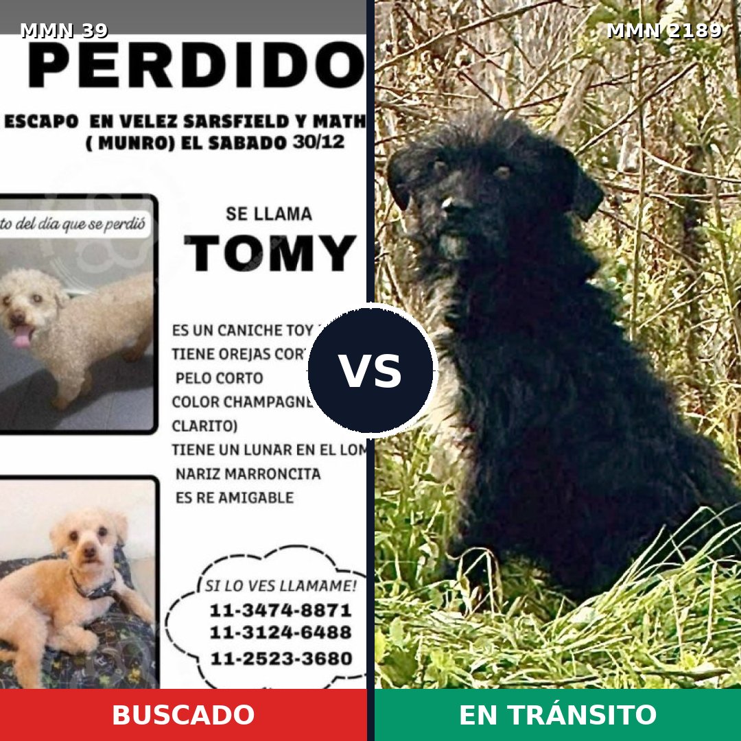 Comparativa MMS 65750: mascota perdida y mascota encontrada, 20% de similitud