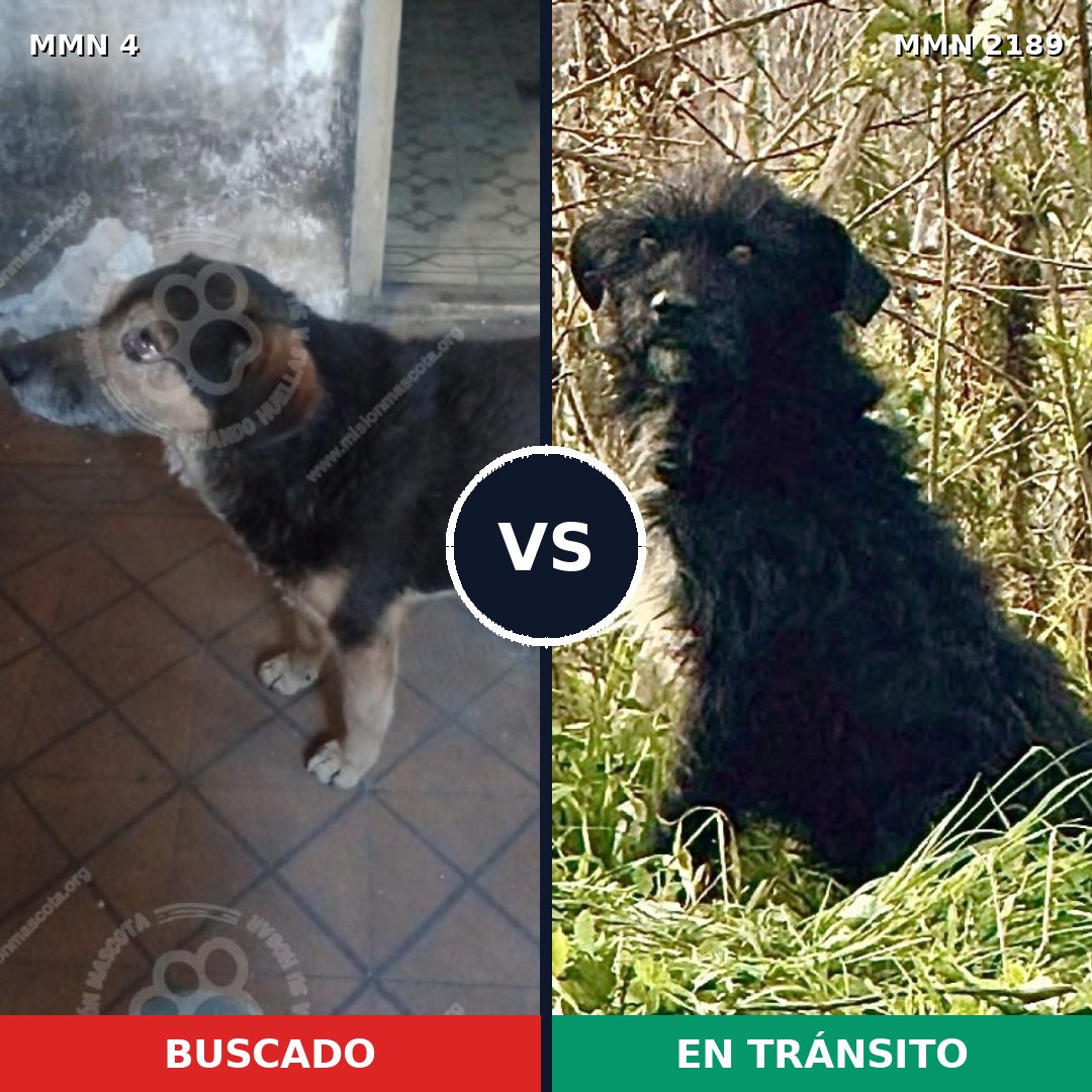 Comparativa MMS 65752: mascota perdida y mascota encontrada, 72% de similitud