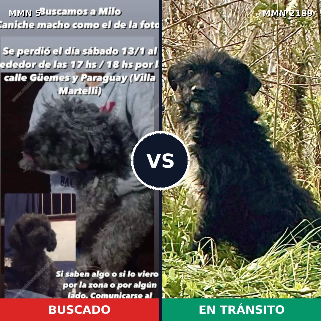 Comparativa MMS 65753: mascota perdida y mascota encontrada, 43% de similitud