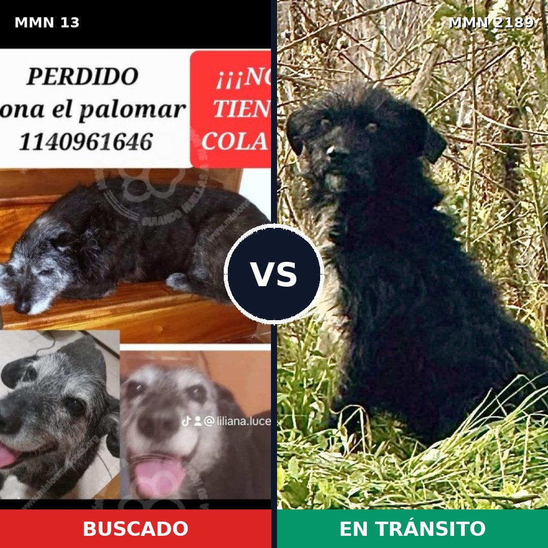 Comparativa MMS 65756: mascota perdida y mascota encontrada, 77% de similitud