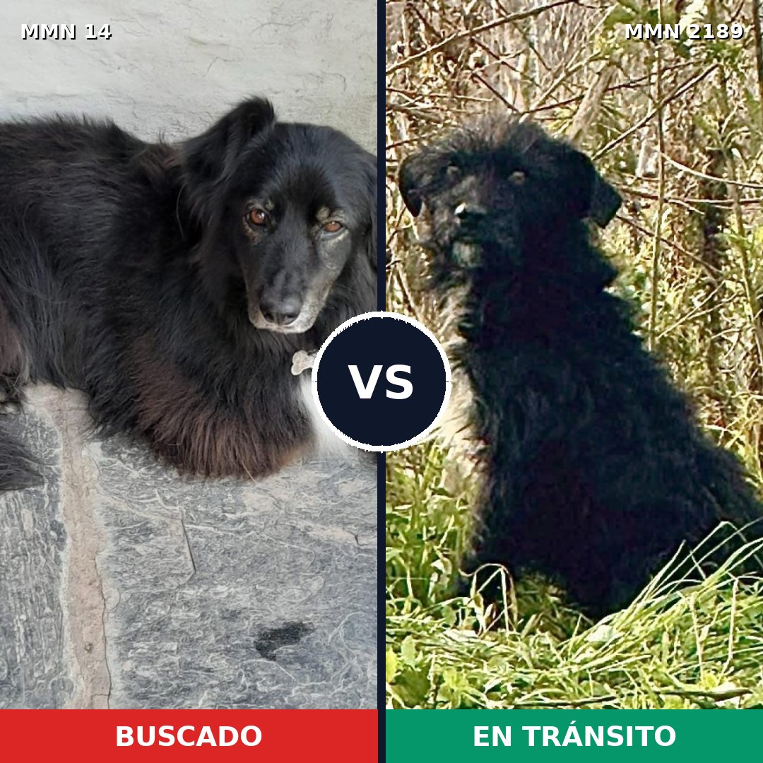 Comparativa MMS 65757: mascota perdida y mascota encontrada, 60% de similitud