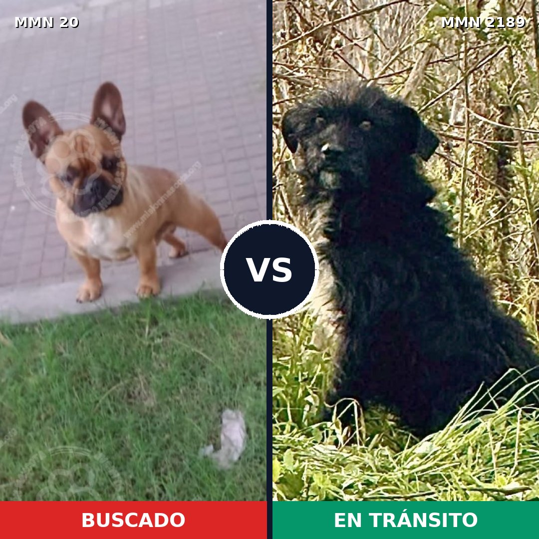 Comparativa MMS 65758: mascota perdida y mascota encontrada, 34% de similitud
