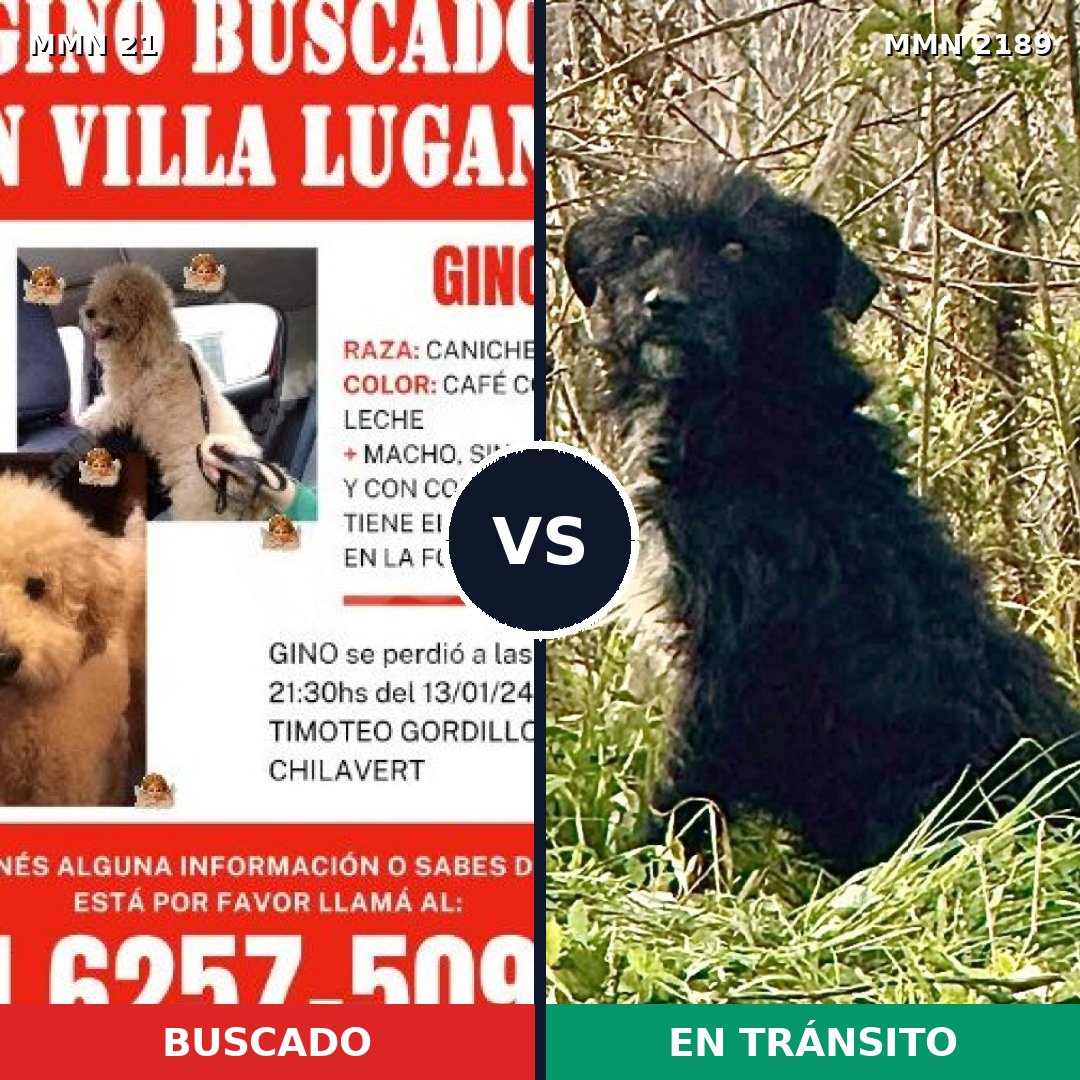Comparativa MMS 65759: mascota perdida y mascota encontrada, 41% de similitud