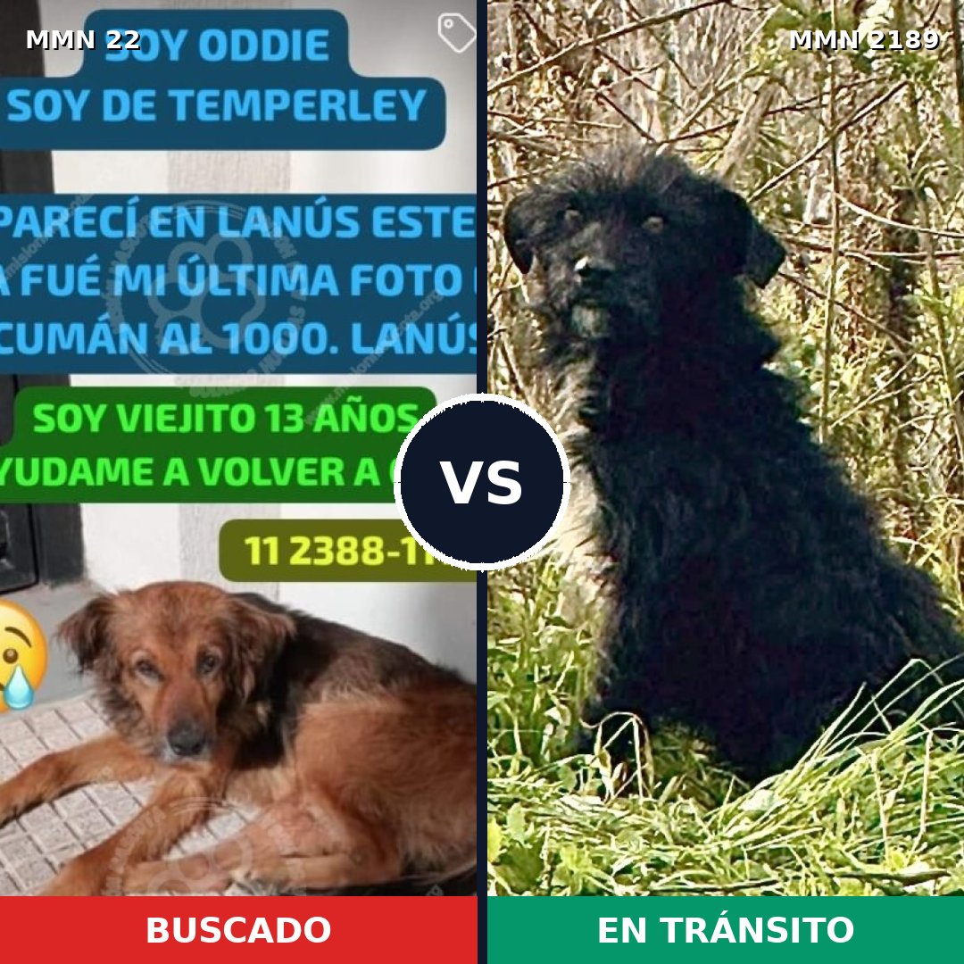 Comparativa MMS 65760: mascota perdida y mascota encontrada, 70% de similitud