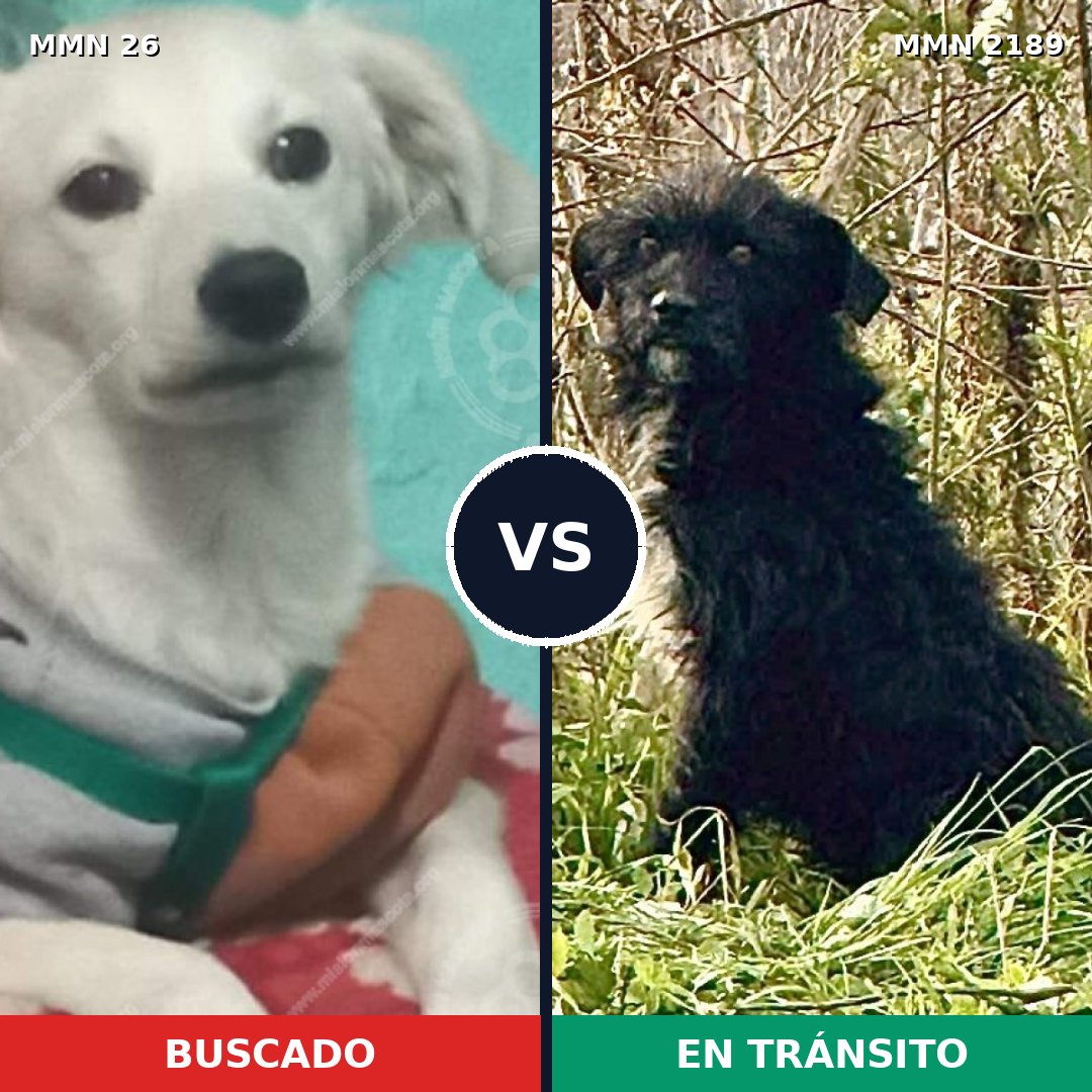 Comparativa MMS 65761: mascota perdida y mascota encontrada, 57% de similitud