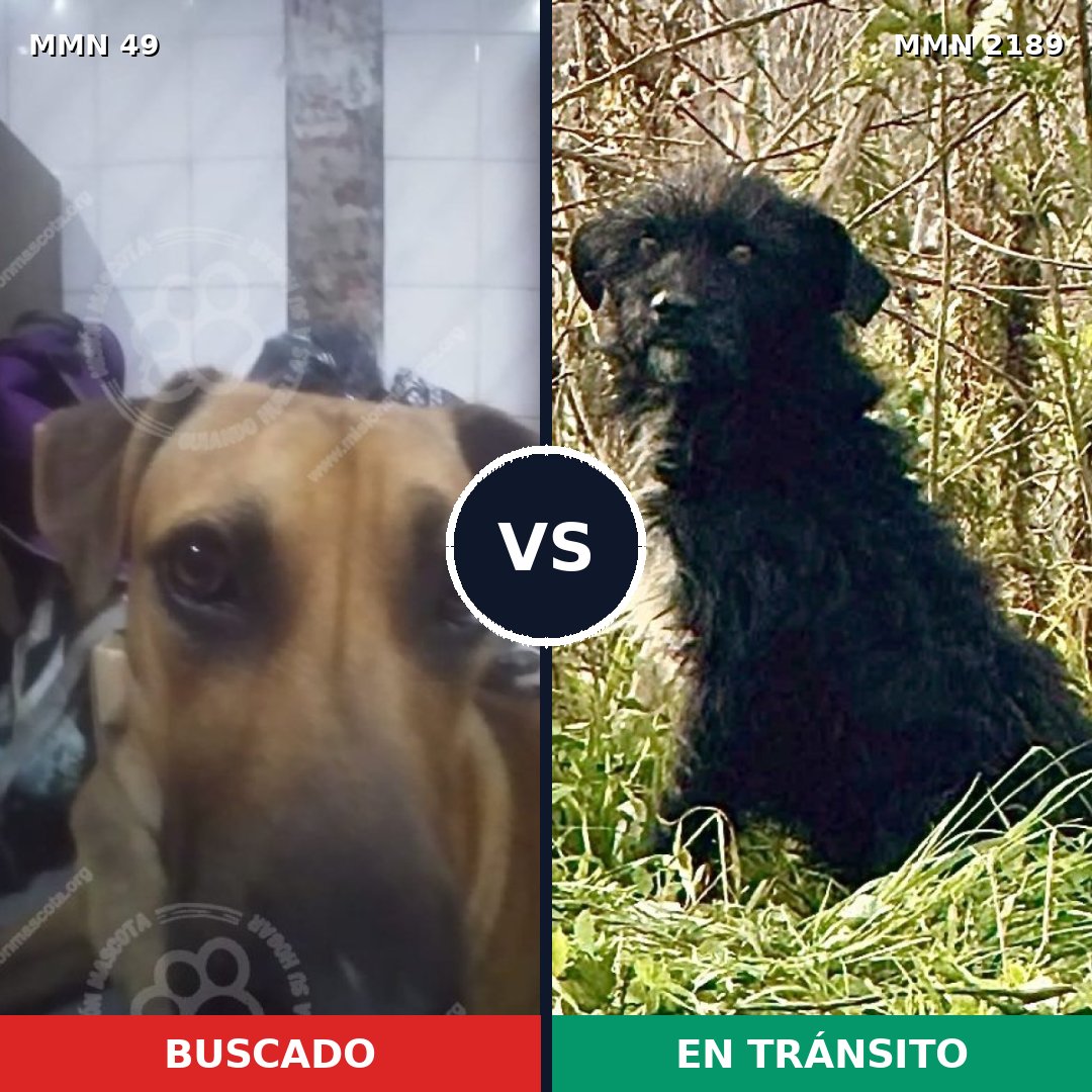 Comparativa MMS 65764: mascota perdida y mascota encontrada, 53% de similitud