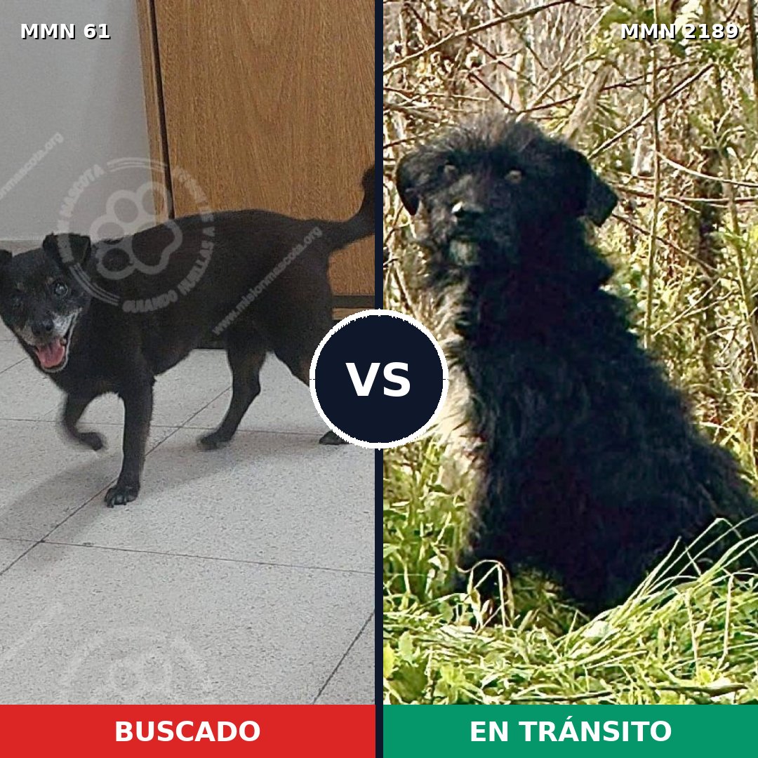 Comparativa MMS 65766: mascota perdida y mascota encontrada, 76% de similitud