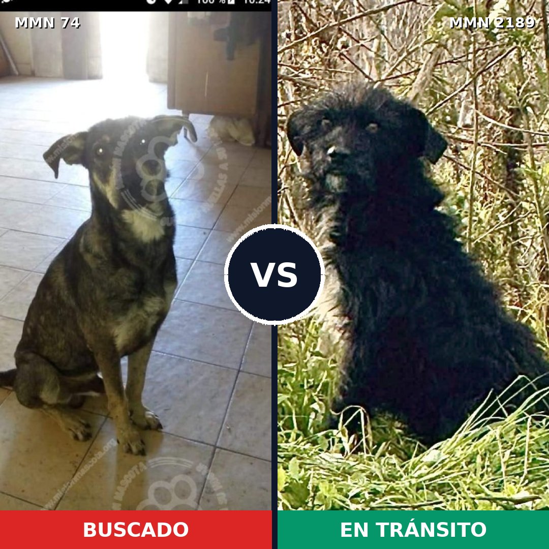 Comparativa MMS 65767: mascota perdida y mascota encontrada, 62% de similitud