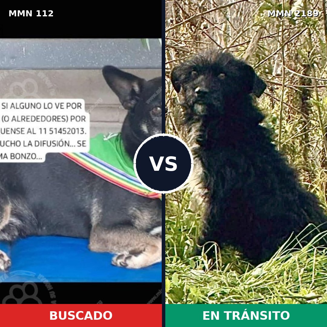 Comparativa MMS 65769: mascota perdida y mascota encontrada, 76% de similitud