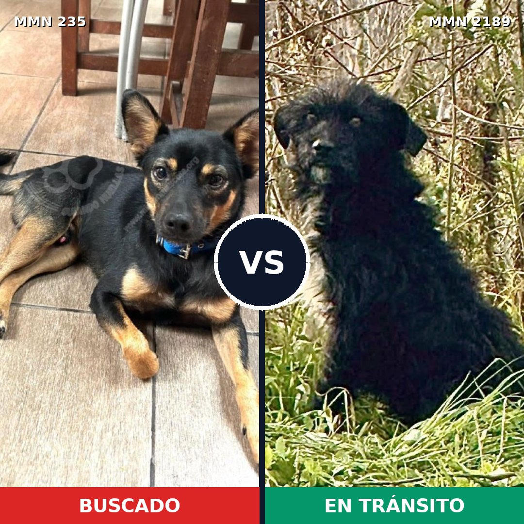 Comparativa MMS 65772: mascota perdida y mascota encontrada, 60% de similitud