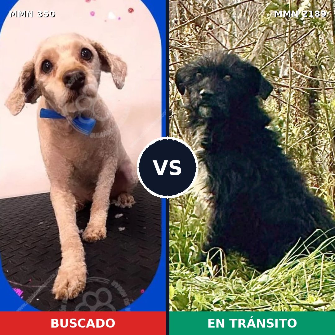 Comparativa MMS 65775: mascota perdida y mascota encontrada, 50% de similitud