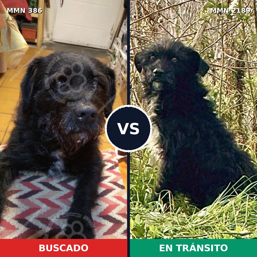Comparativa MMS 65776: mascota perdida y mascota encontrada, 71% de similitud
