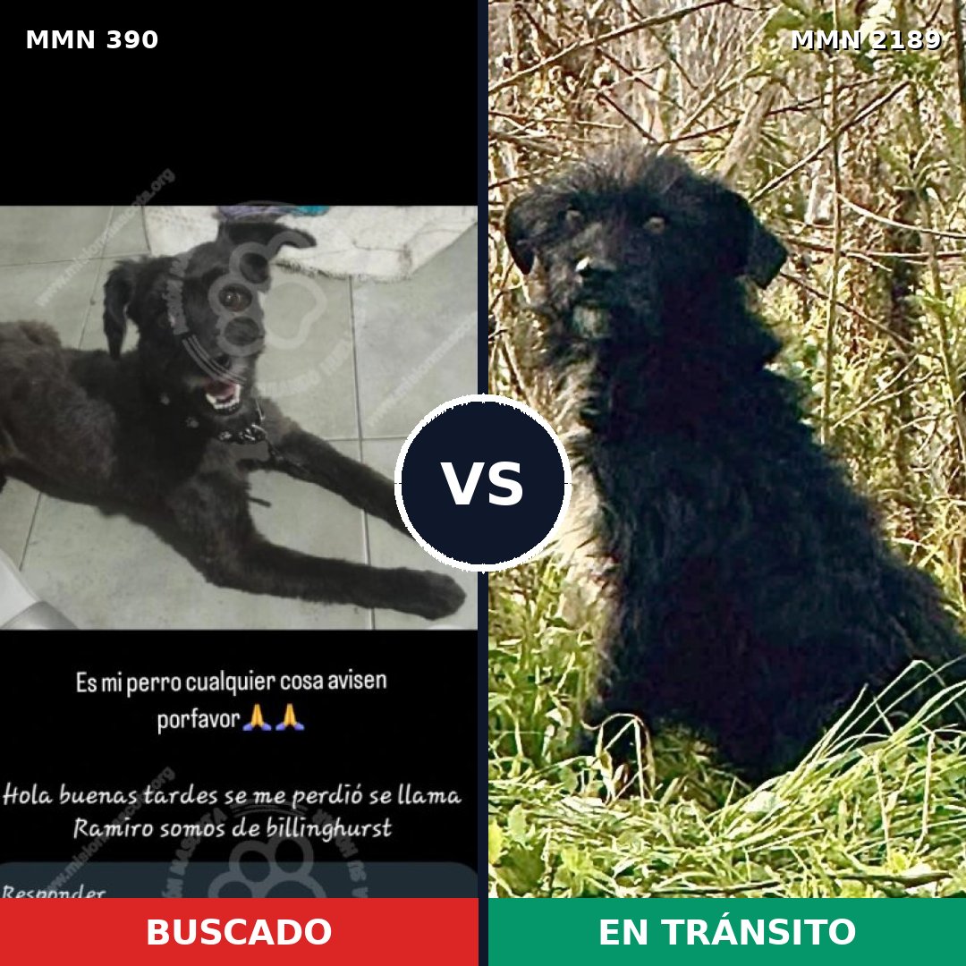 Comparativa MMS 65777: mascota perdida y mascota encontrada, 52% de similitud