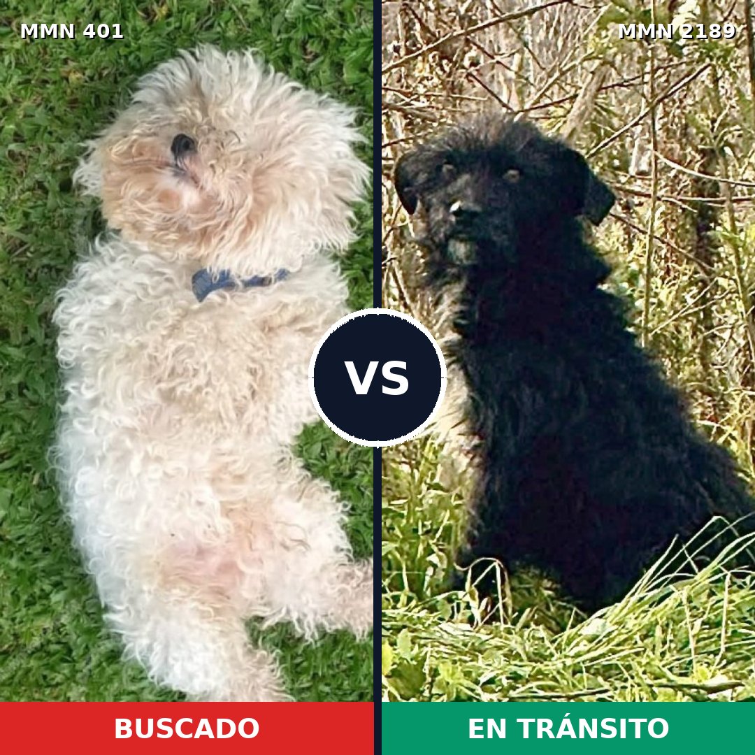Comparativa MMS 65778: mascota perdida y mascota encontrada, 20% de similitud