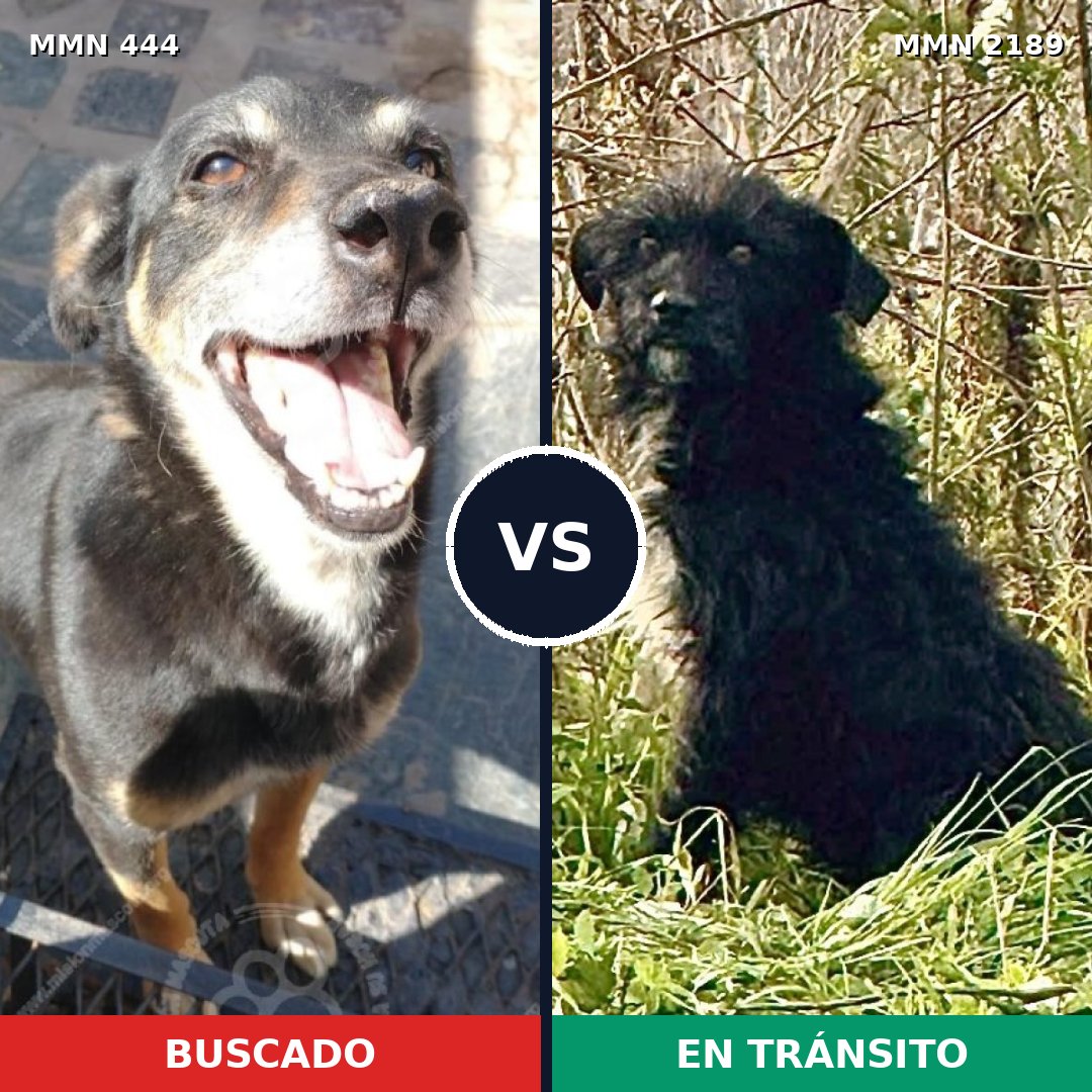 Comparativa MMS 65781: mascota perdida y mascota encontrada, 55% de similitud