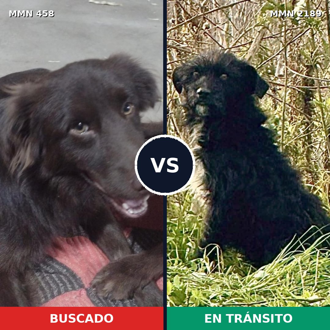 Comparativa MMS 65782: mascota perdida y mascota encontrada, 62% de similitud