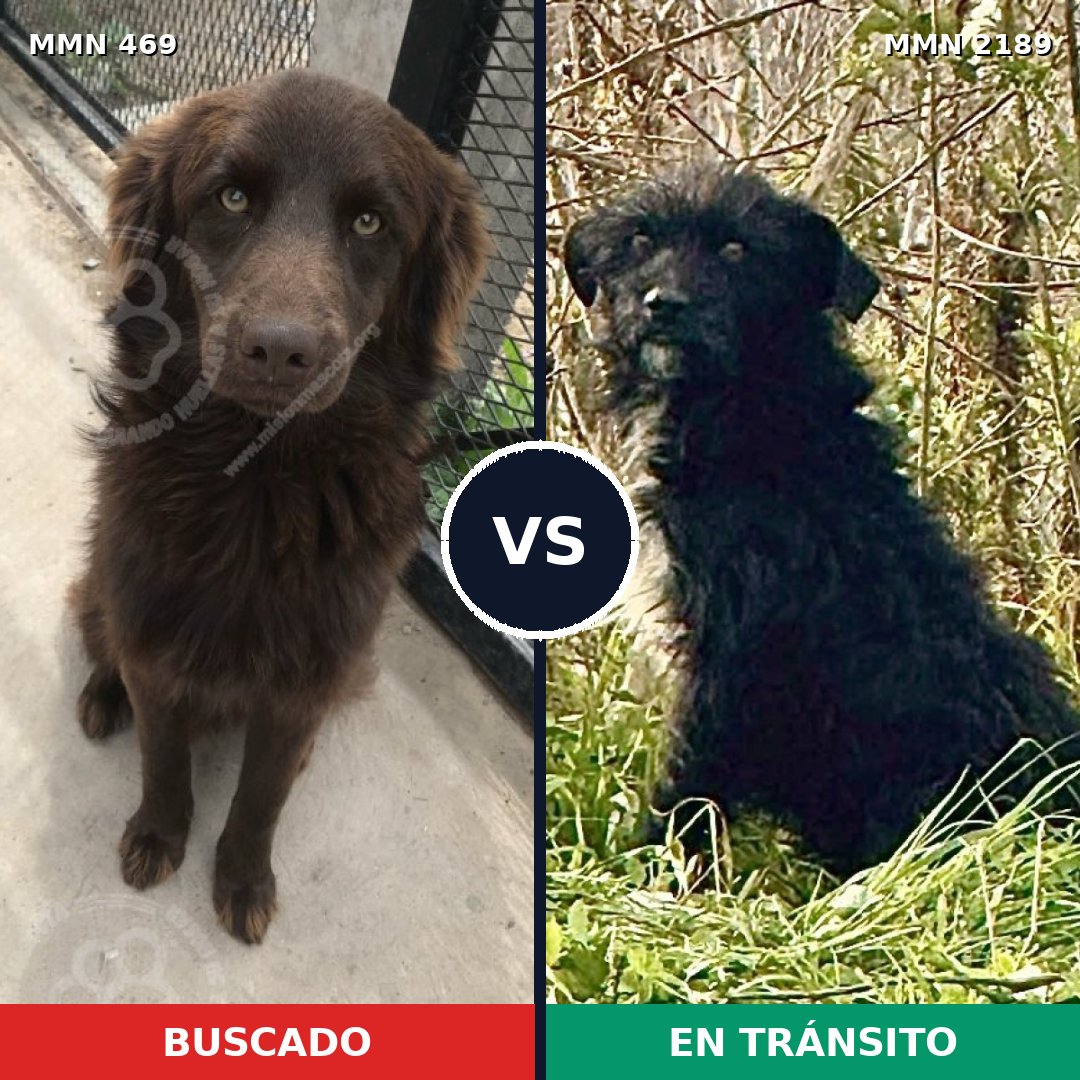 Comparativa MMS 65783: mascota perdida y mascota encontrada, 61% de similitud