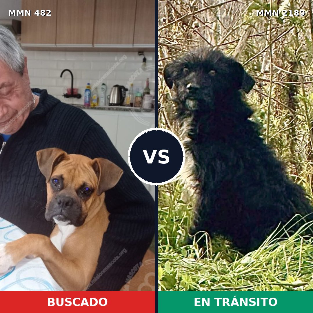 Comparativa MMS 65784: mascota perdida y mascota encontrada, 39% de similitud