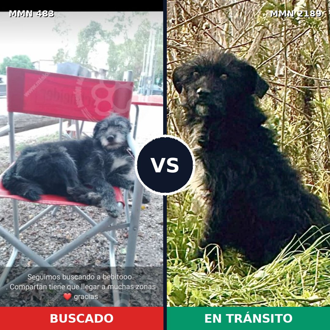 Comparativa MMS 65785: mascota perdida y mascota encontrada, 72% de similitud