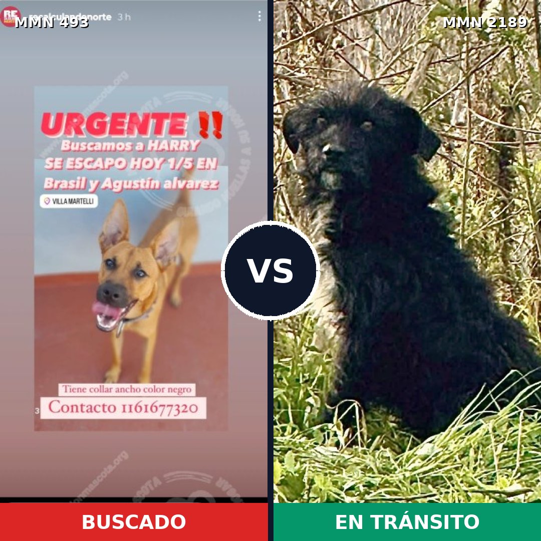 Comparativa MMS 65786: mascota perdida y mascota encontrada, 60% de similitud