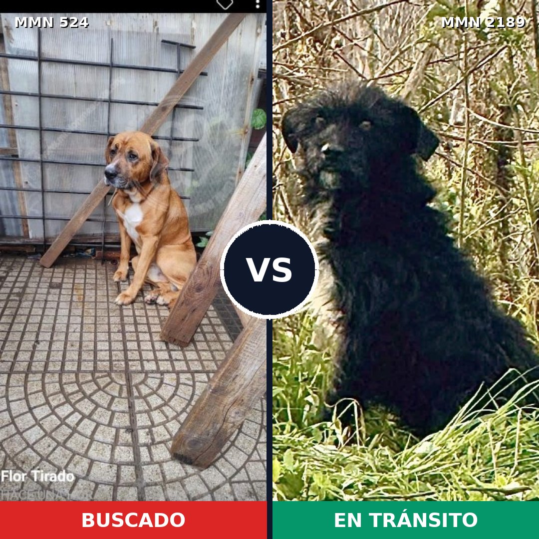 Comparativa MMS 65787: mascota perdida y mascota encontrada, 56% de similitud