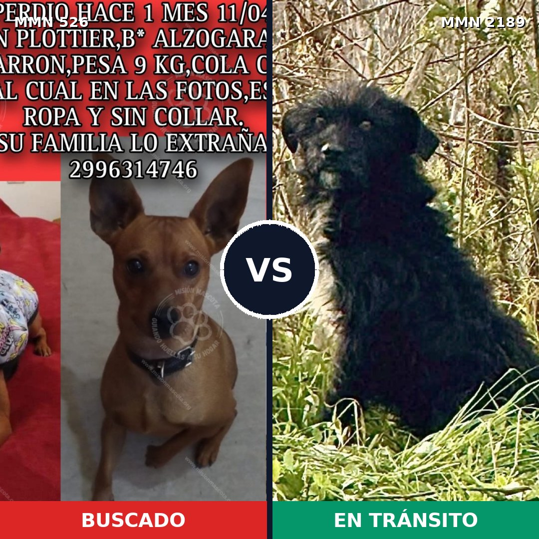 Comparativa MMS 65788: mascota perdida y mascota encontrada, 29% de similitud