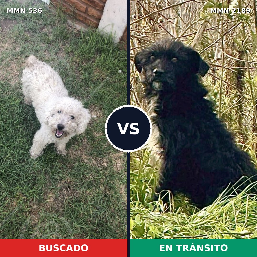 Comparativa MMS 65789: mascota perdida y mascota encontrada, 41% de similitud
