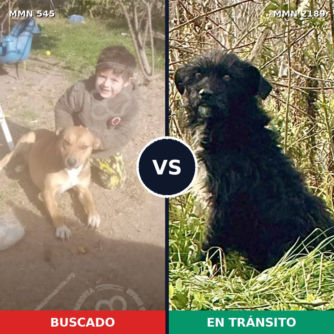 Comparativa MMS 65790: mascota perdida y mascota encontrada, 49% de similitud